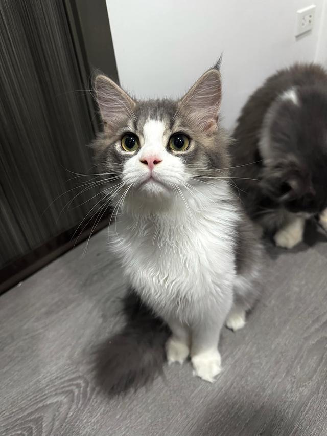 เมนคูนเปอร์เซีย 9