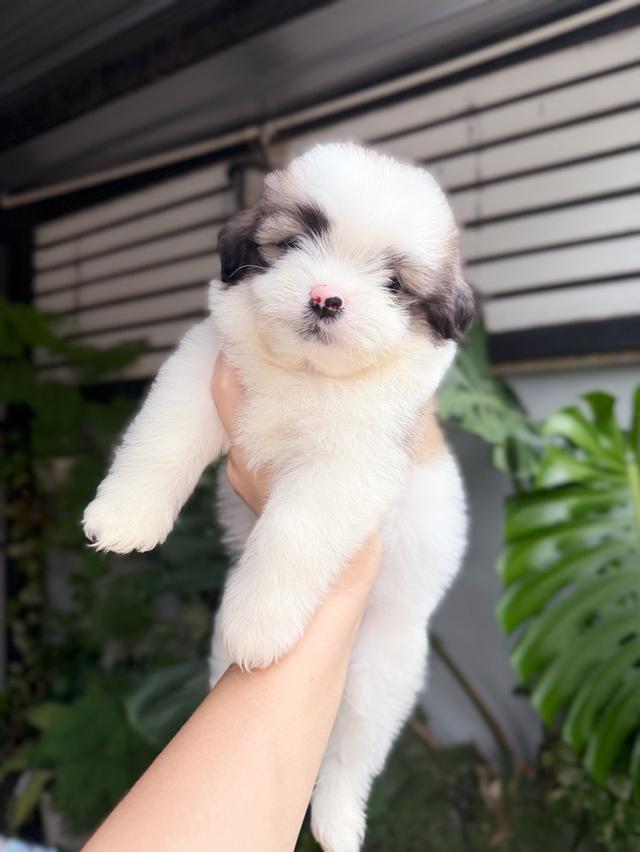 ชิสุผสมปอม เพศชาย พิกัดรามอินทรา 5