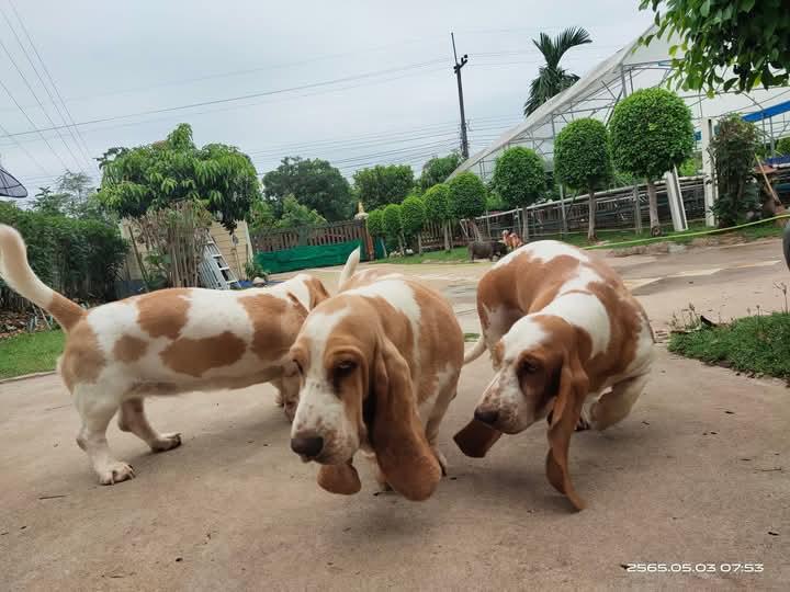 ขาย Basset Hound มีหลายตัว 2