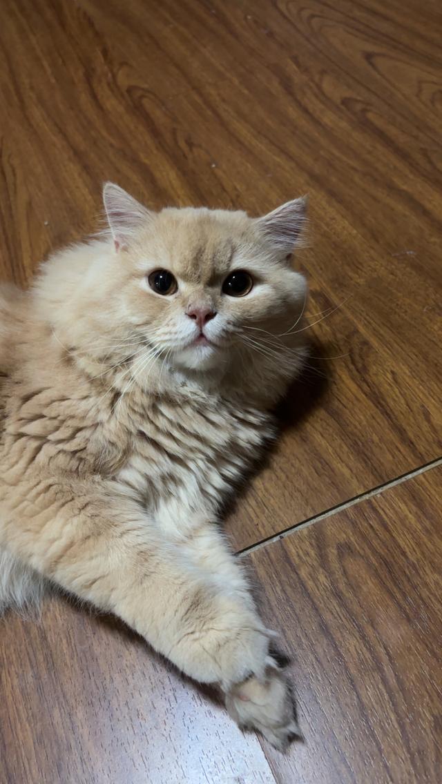 Persian cat called leo รูปที่ 1