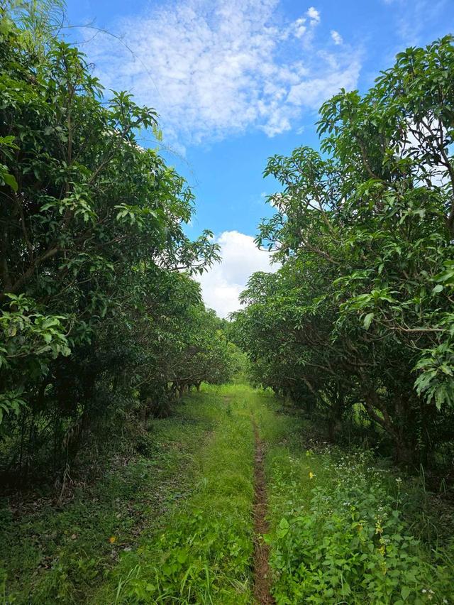 ขาย สวนเกษตร ฟาร์ม 914.75 ไร่ 10