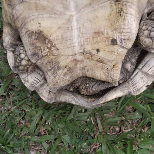 เป็นเต่าเสือดาว เพศผู้ 6