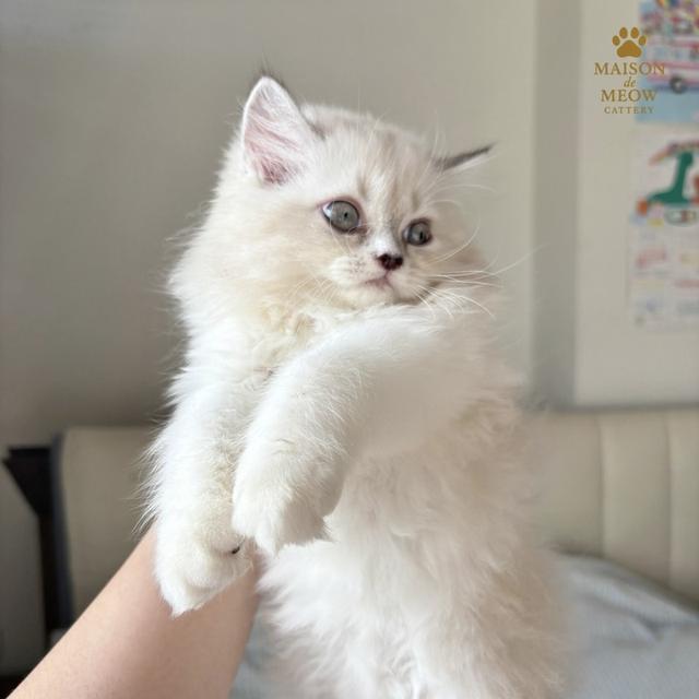 ❌🏠ได้บ้านแล้ว เปอร์เซียแท้ สีพอยท์ครีม 3