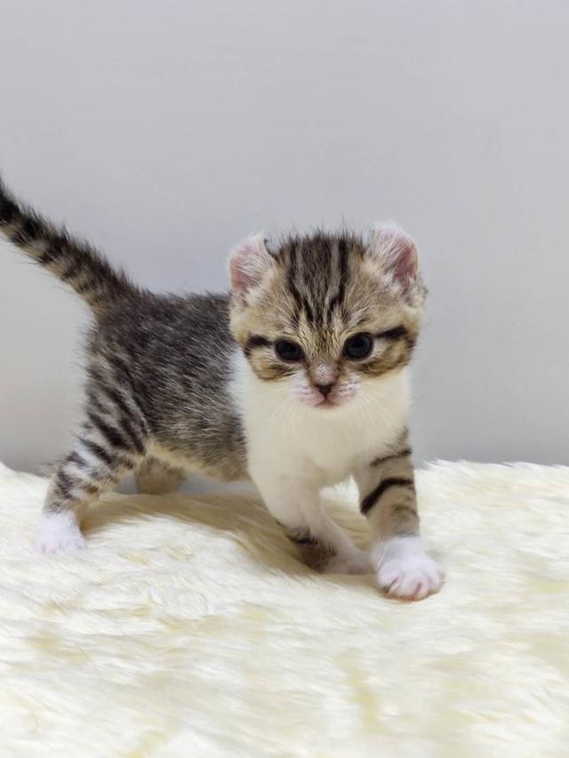 แมว อเมริกันเคิล น้องแมวหูบิน 7