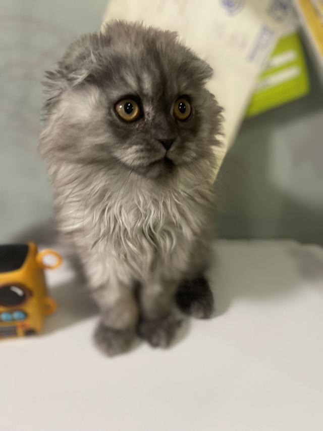 น้องแมวหน้าดำ(ชาย2เดือน)พร้อมย้านบ้าน