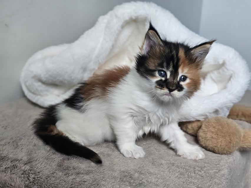 ลูกแมวเมนคูนแท้ เพศเมีย 5