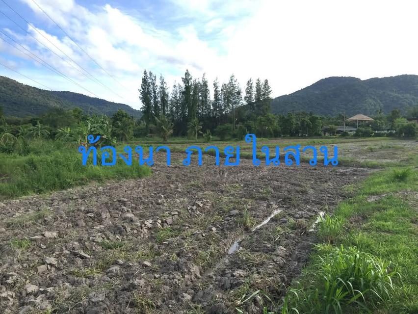 ขายที่ดินยกแปลง 10.9175 ไร่ เหมาะสำหรับทำบ้านพักตากอากาศ รีสอร์ท ร้านอาหาร บ้านช่องมะเฟือง ต.หนองรี อ.เมือง ชลบุรี 6