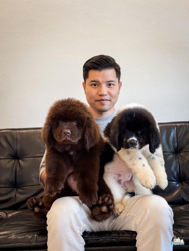 น้องนิวฟาวแลนด์ นำเข้าจากต่างประเทศ
