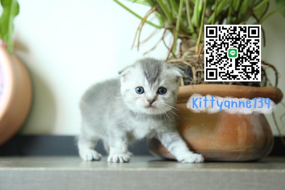 แมวสก็อตติชบริติชแท้