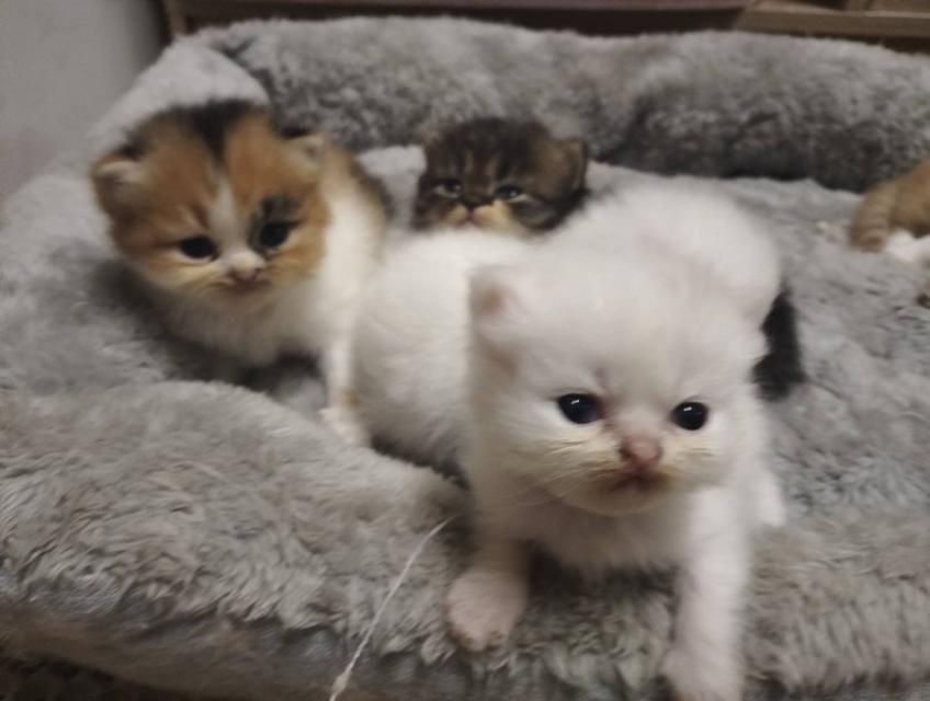 เปิดจอง เด็กๆอายุ 2 สัปดาห์ เปิดกล้องดูก่อนได้ค่ะ