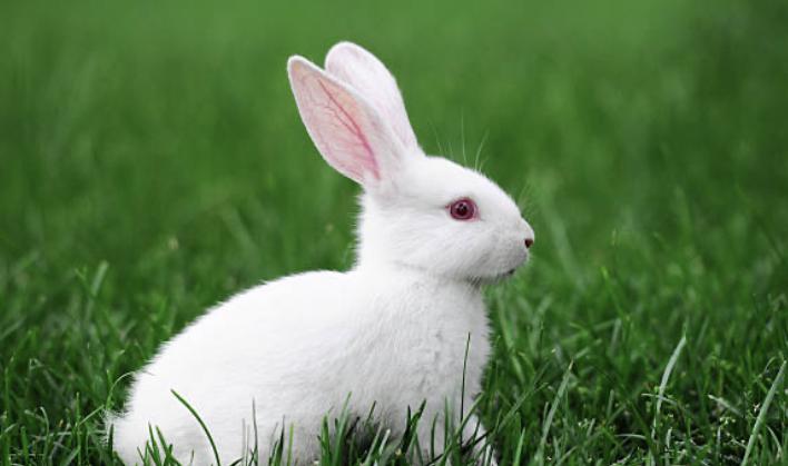 กระต่ายฟลอริดาไวท์ สีขาว 4