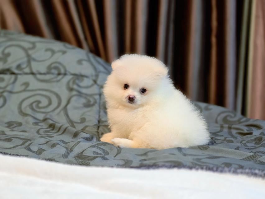 น้องแคสเปอร์ ปอมขาวหนุ่มน้อยน่ารักพร้อมย้ายบ้านมีจัดส่งเก็บปลายทาง 3