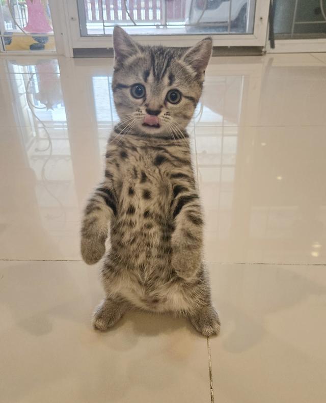 ขายลูกแมว พันธุ์ Scottish Fold 2