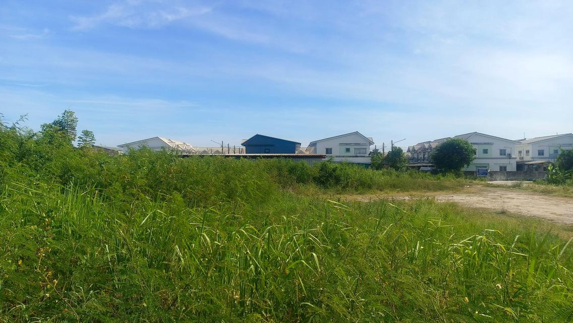 ที่ดินเปล่า หนองตำลึง จ.ชลบุรี 1