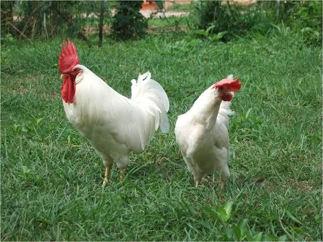 ไก่ไข่พันธุ์เลกฮอร์น (White Leghorn)