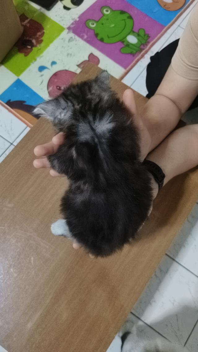 แมวเปอร์เซียแท้ พร้อมย้ายบ้าน ผู้ทั้ง2ตัวครับ 4