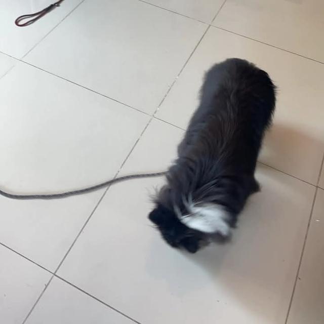 ขาย Shetland Sheepdog สองตัว 9