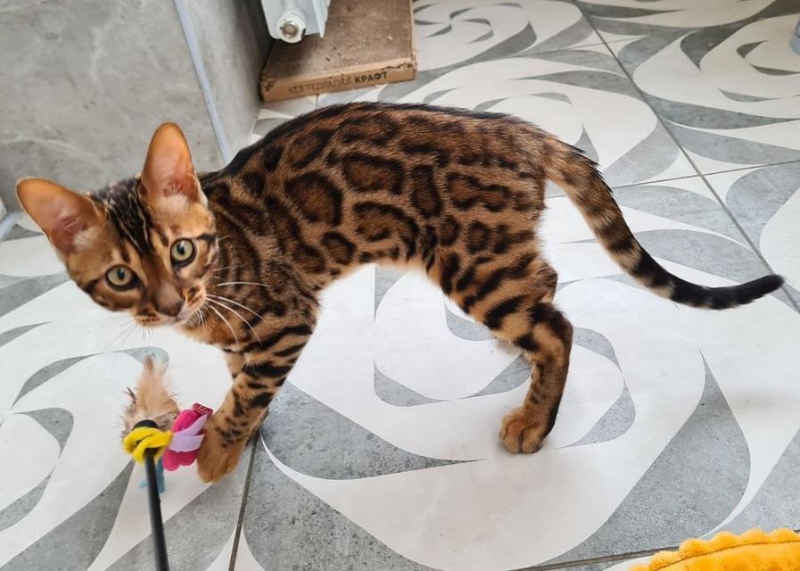 Bengal Kittens  WhatsApp me : ( +63 985 762 7466 )
