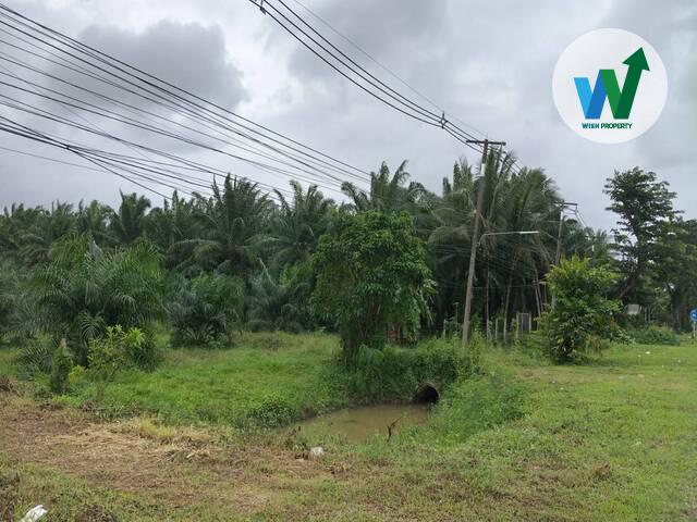 สวนปาล์มพร้อมทำต่อได้ทันทีในควนขนุน