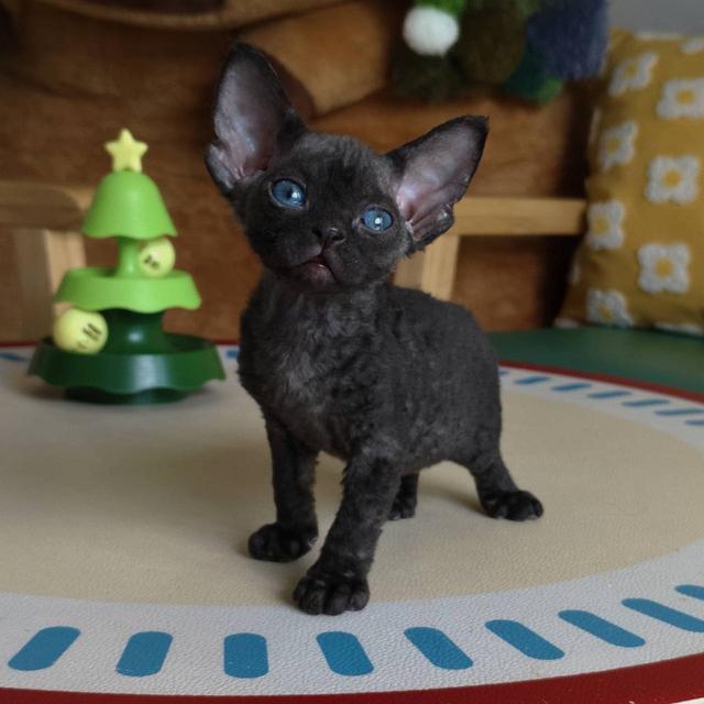 แมวเดวอนเร็กซ์ Devon rex Oscat cattery chiangmai รูปที่ 2