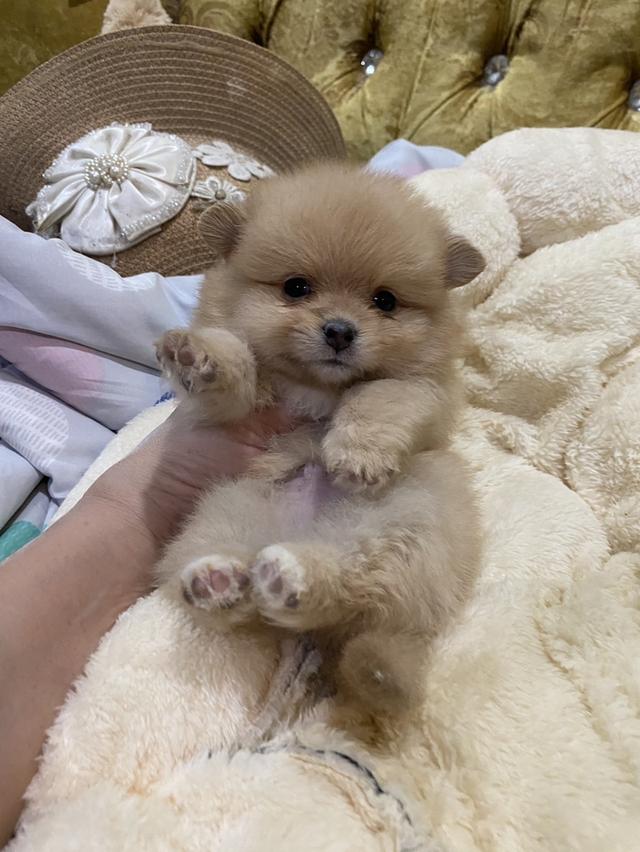 ลูกปอมแท้ น่ารัก สั้นหมี ทีคัพ พร้อมย้ายบ้านค่ะ รูปที่ 5