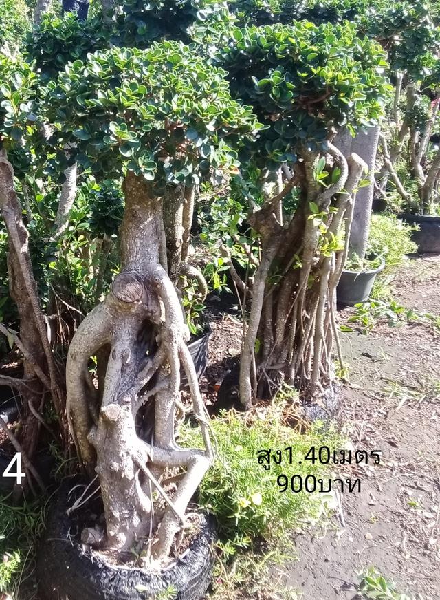 ไทรต่อยอดช้อนเงินช้อนทอง รูปที่ 17