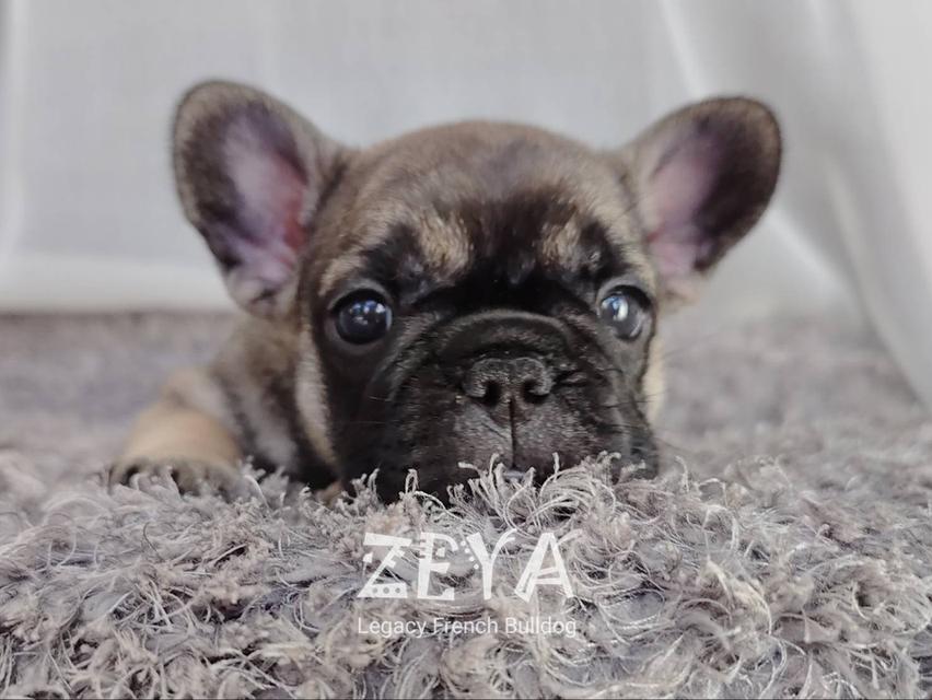 ZEYA เฟรนช์บูลด็อก เพศเมีย สีเซเบิล 13