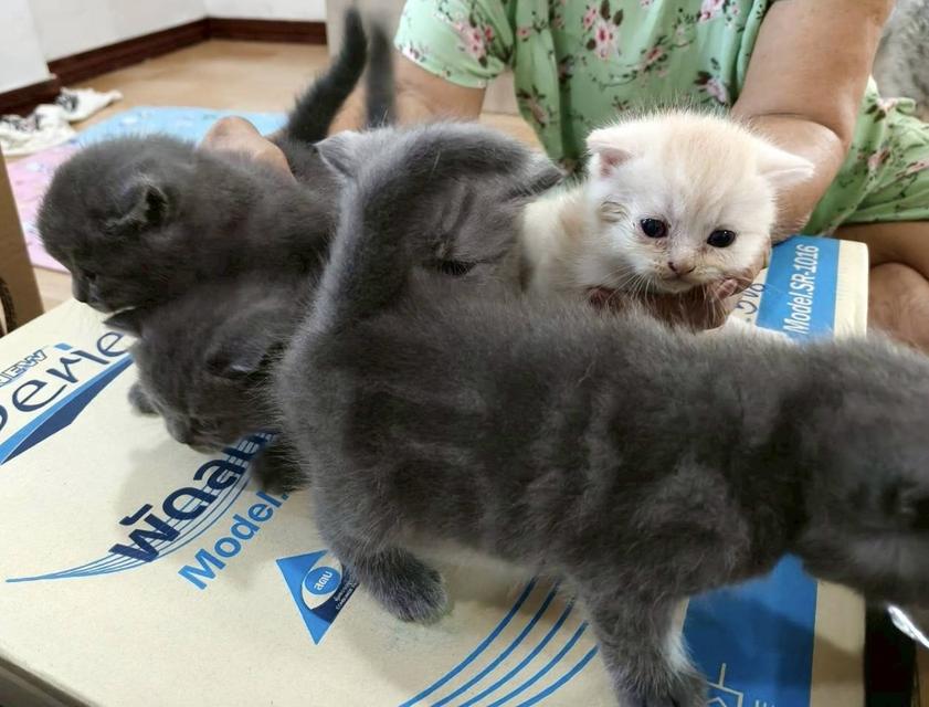 เเมวสก๊อตติส เเท้ 7
