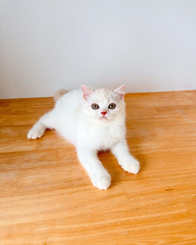 ขายแมวสก็อตติชโฟลด์แท้ฟอร์มหน้าหมีๆอายุ 3 เดือนพร้อมย้าย 2