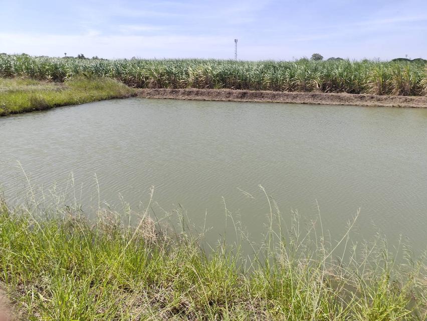 ขายที่ดินแปลงสวย กำแพงแสน นครปฐม ถมเรียบร้อย ใกล้มหาลัย