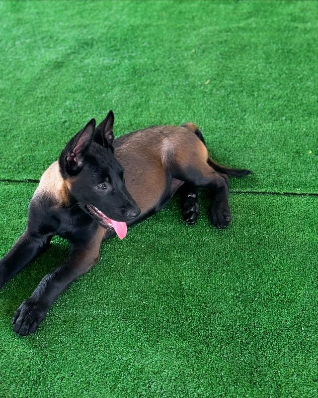 Belgian malinois puppies  WhatsApp me : +66 63 826 3042 รูปที่ 4