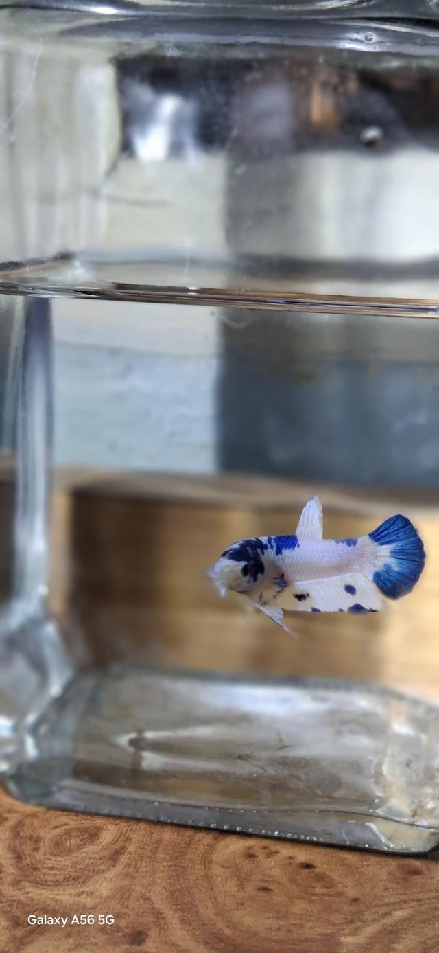 ปลากัด มาเบิ้ล-แฟนซี-สวยงาม