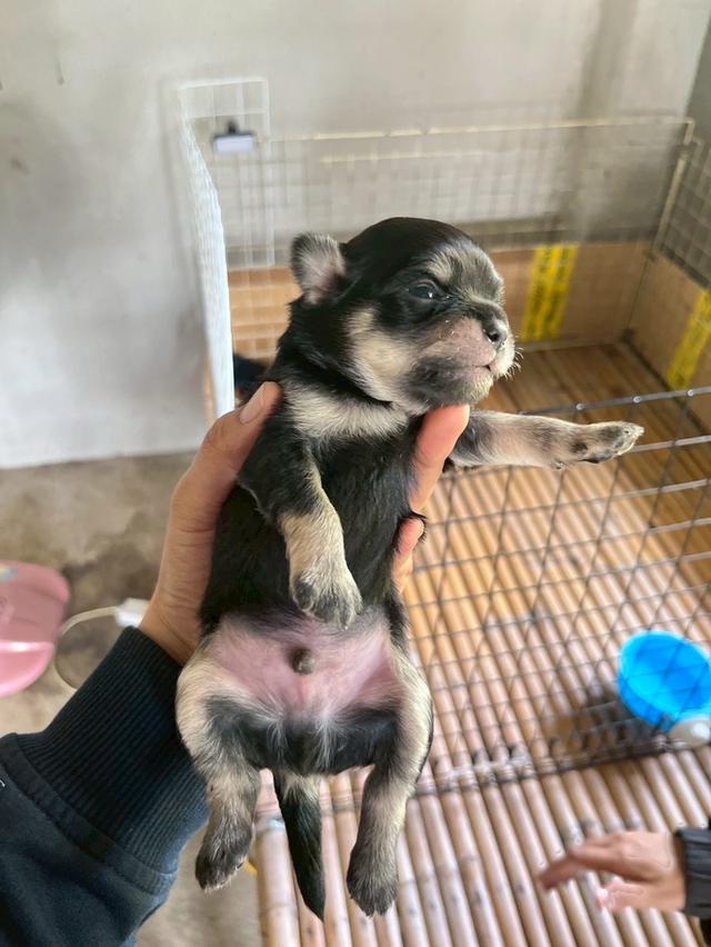 ลูกสุนัข พันธุ์ชิวาวา เพศผู้ สีดำแทน รูปที่ 4