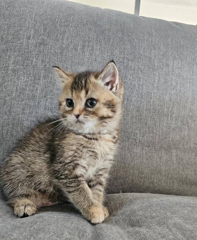 โคโค่ สก็อตติชโฟลด์แท้ 11