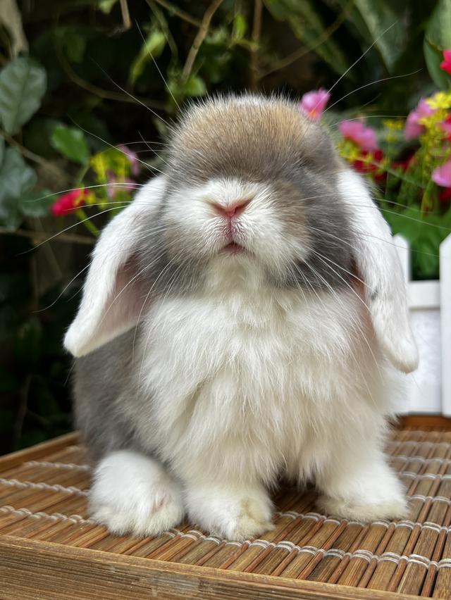 กระต่ายฮอลแลนด์ลอป (Holland Lop)