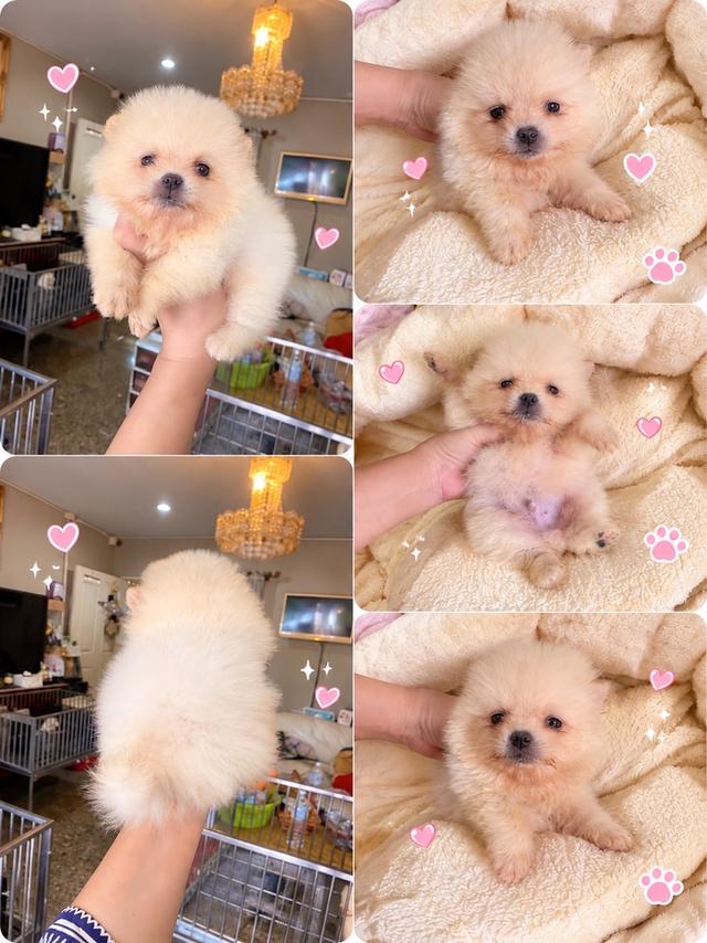 ลูกปอมเมอเรเนียนแท้ มีบริการจัดส่งทั่วประเทศ รูปที่ 12
