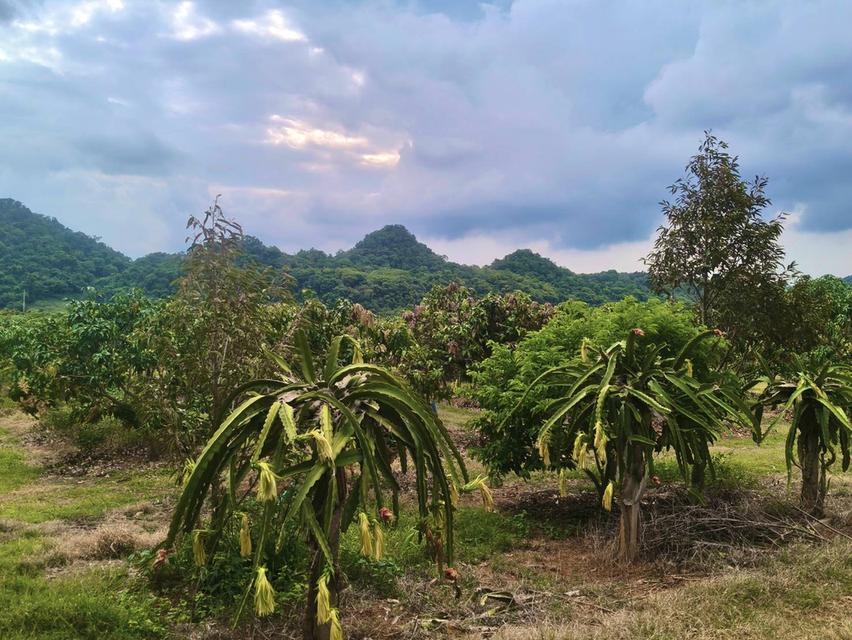 ขายที่สวนผลไม้คลองม่วง ปากช่อง นครราชสีมา มะม่วง ทุเรียน 29ไร่ ขายถูกไร่ละ 1.7 ล. แปลงสวย วิวเขาสวยมาก ใกล้ภูเขา เก็บผลผลิตตัดขายทุกปี 0879074045 7