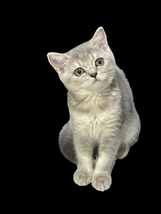 บริติช ช็อตแฮร์ สี Ay