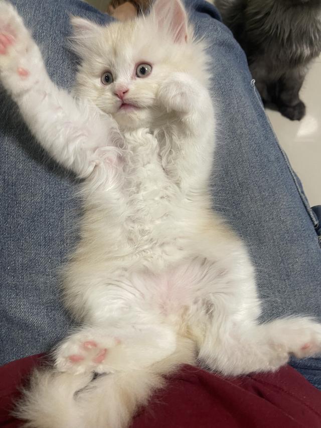 เปิดจองเด็กชายส้ม(สก๊อตติชโฟผสม) รูปที่ 11