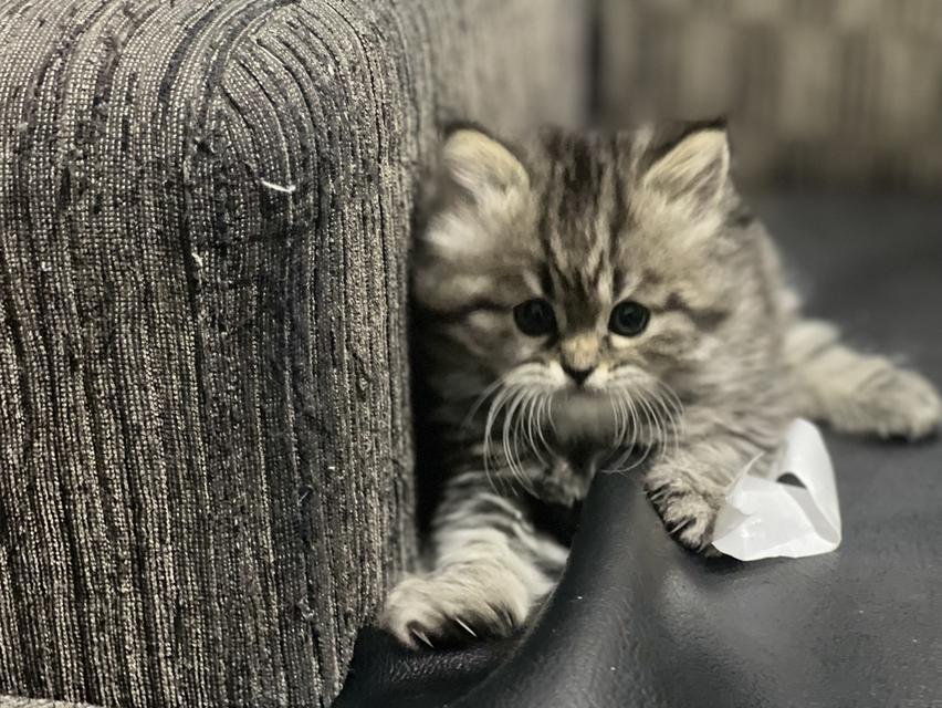 แมวเสือ(หญิง)เกิด 19/9/68 13