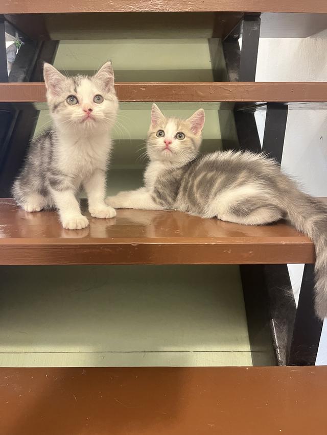 แมวสก๊อตติชโฟแท้   เด็กเด็กน่ารักมาก 12