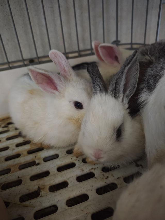 กระต่าย Holland Lop (กระต่ายหูตก HL) ยังไม่คัดเกรดและเพศ (ราคาต่อต่อ)