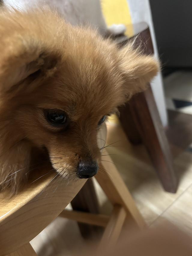 ปอมเปอเรเนี่ยน ขนน้ำตาล