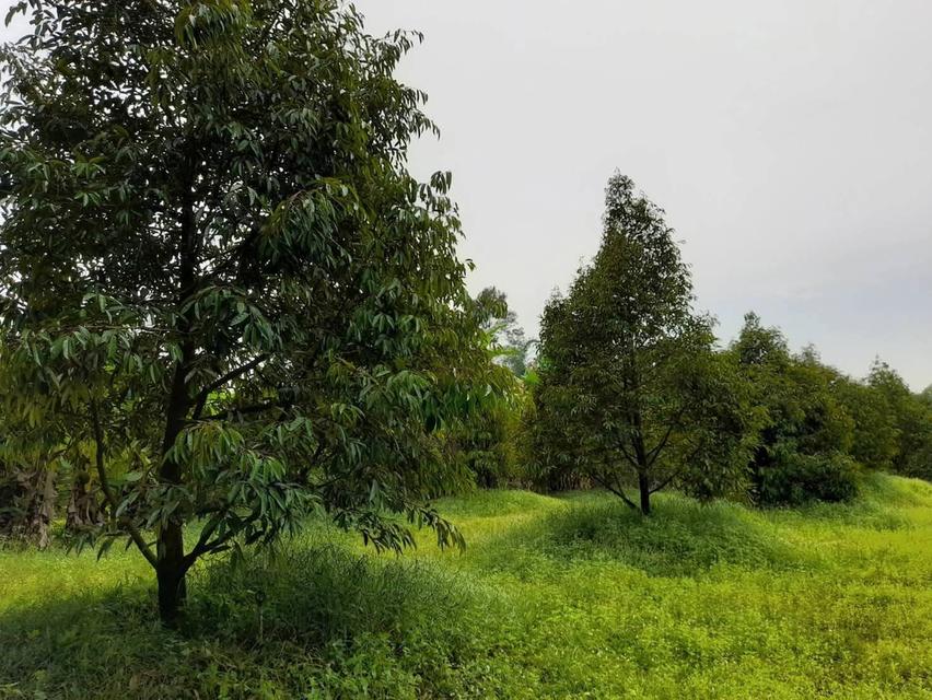 ขาย ที่ดินสวนทุเรียน จังหวัด ระยอง 4