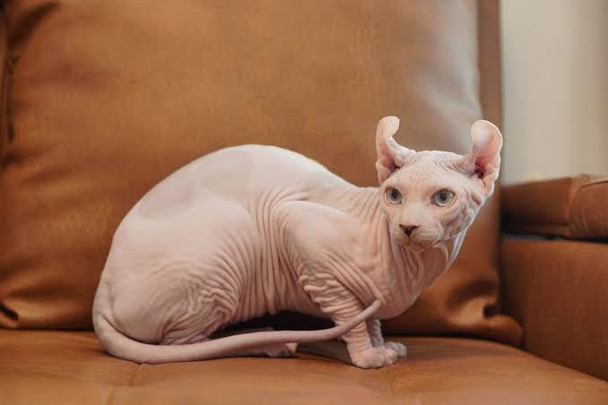 สฟริงซ์ (Sphynx)  2