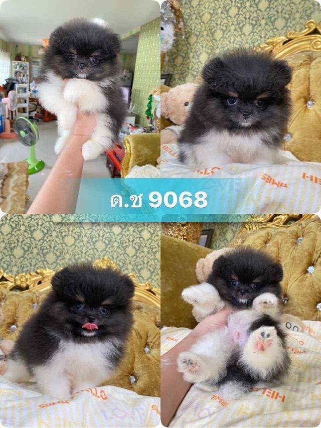 ปอมปอมแท้ พร้อมย้ายบ้าน  3