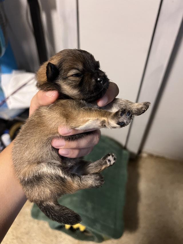 ลูกสุนัขชิวาวาไซค์มินิ