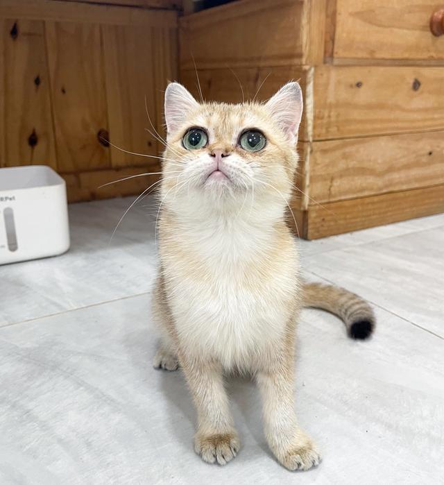 บริติชลดประชากร