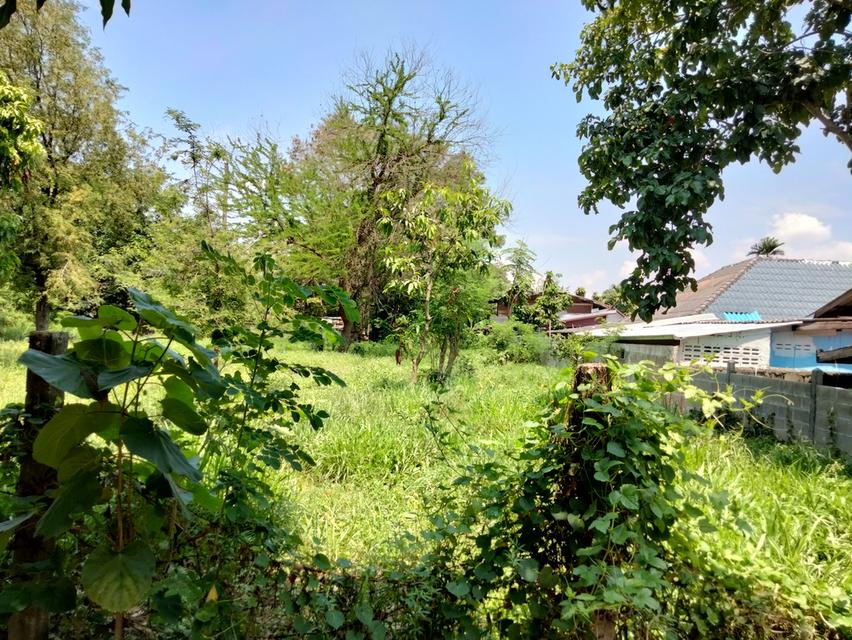 ที่ดิน ในซอยตรงข้ามโรงงานไทยน้ำทิพย์ ท่าพระ ขอนแก่น 6