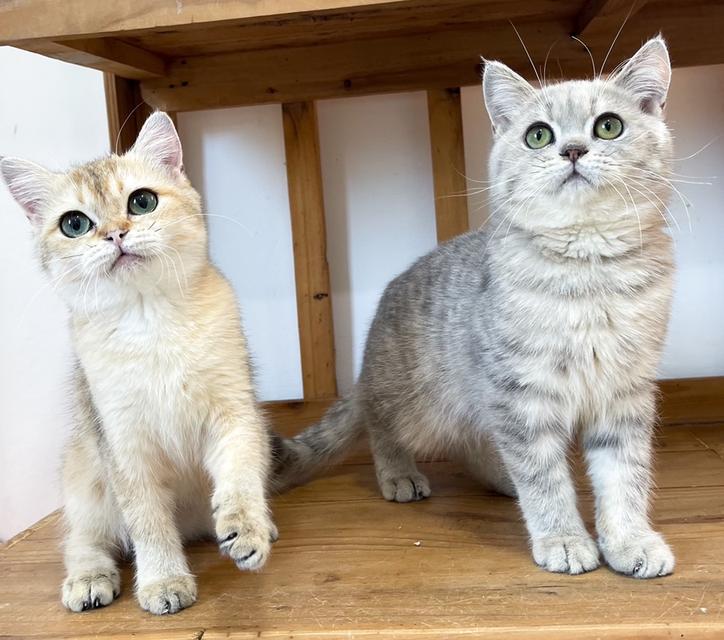 British Shorthair ใบเพ็ด WCF 4